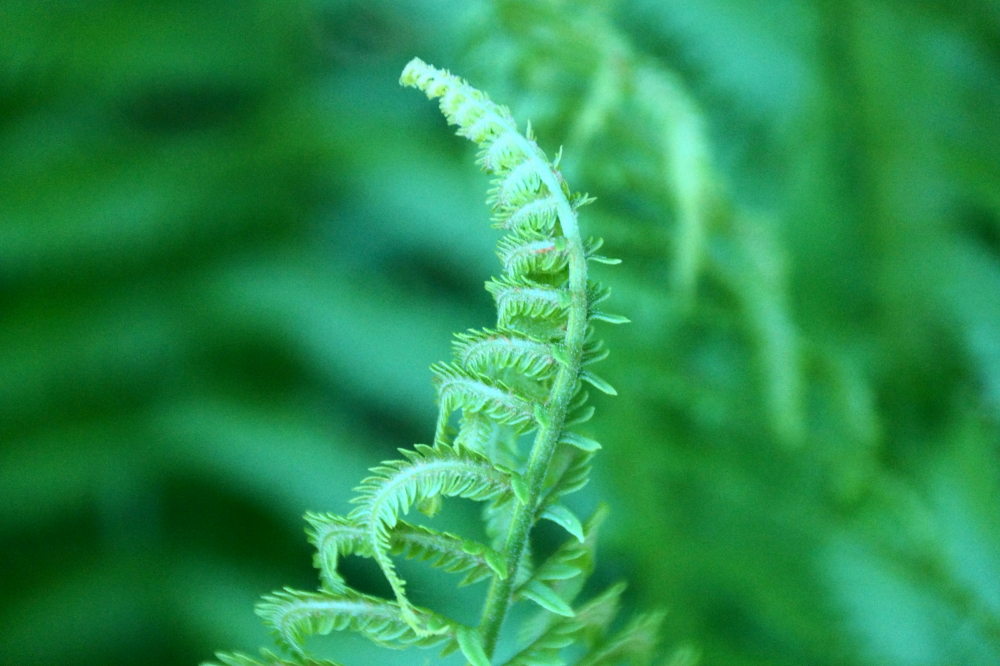 Contrary to the lake, the hot continued in the air through the weekend. That, plus the humid had the ferns almost glowing with green.