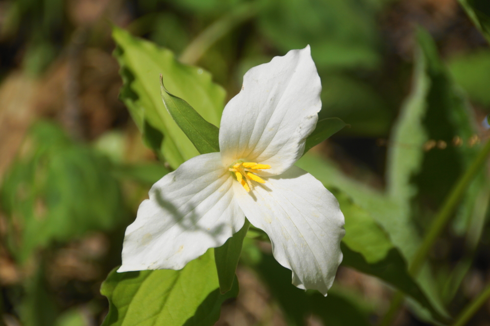 Some of the trillium seemed just as happy as the ferns.