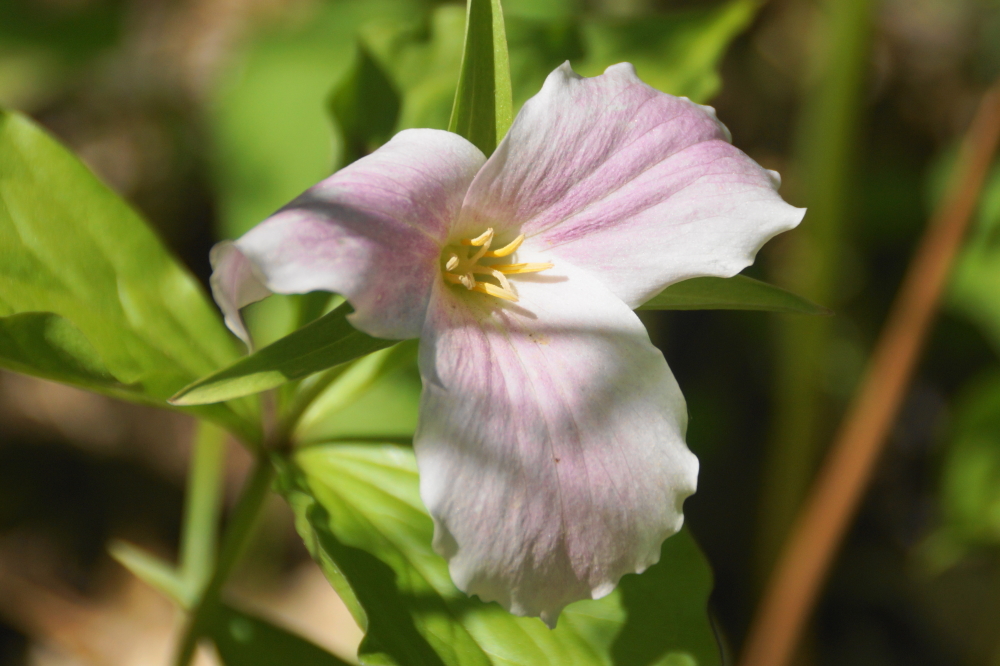 Most of the trillium peaked early in the week and were entering the purple wilt-y part of the forest flower season.