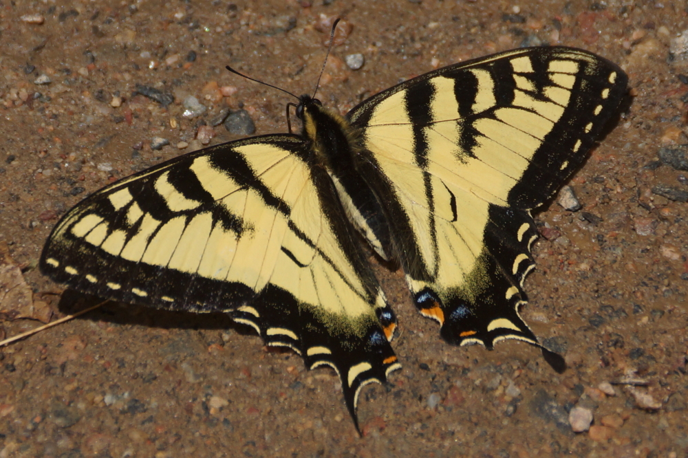 In addition to the swarms of mosquitoes, there seem to be far more butterflies than is normal.