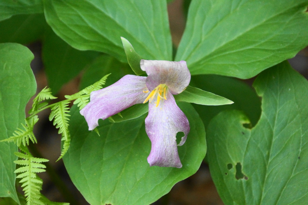 In a sure sign that Spring is ending, it was noted that trillium season is over.