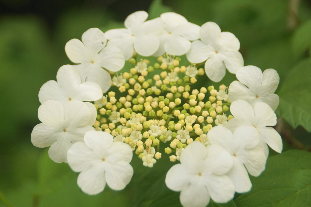 Clusters of flowers that will become a fresh crop of dubious red berries dot some bushes. We're sure they are not edible, but when ripe, they are particularly photographic while covered with sun or snow.