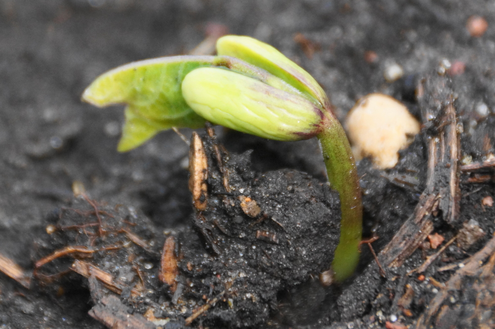 Gardens are beginning to pop up with the promise of fresh beans.