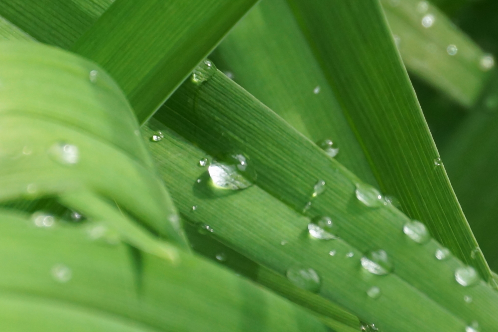 There were a few drops on the plants early in the week.