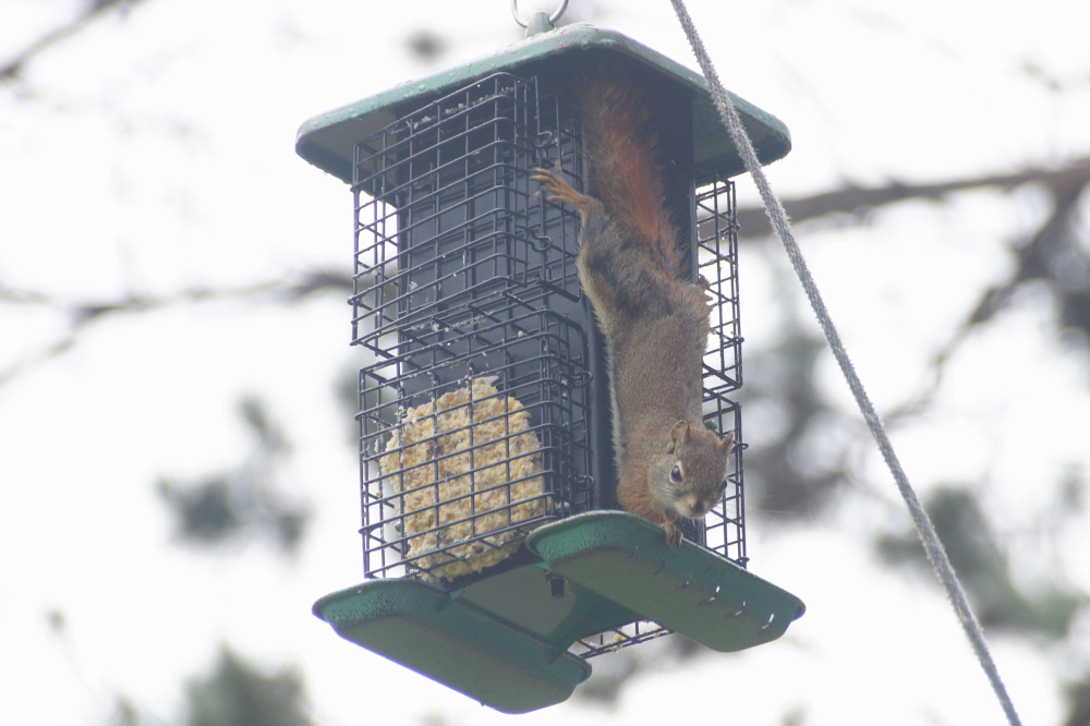 There was some rain during the day later in the week. The plants seem to love getting wet, but the animals not so much. The strange fuzzy bird sheltered under an eve amid the suet and seeds.