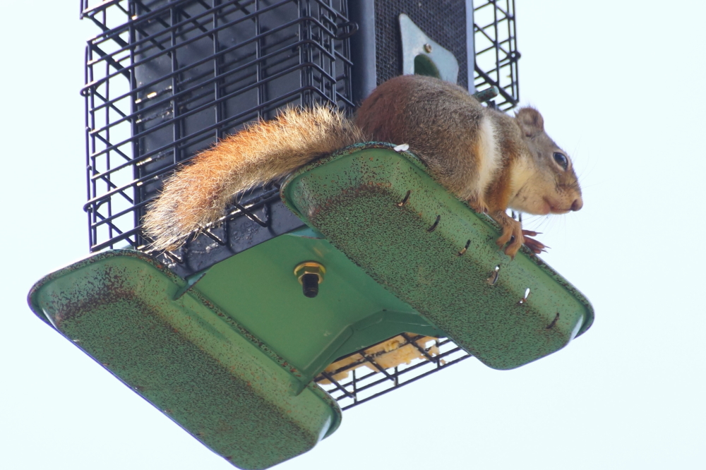 Given the warm water, sun, and occasional flatness, the mood in the northwoods last week was joyous. Even that strange fuzzy bird seems a little less surly.