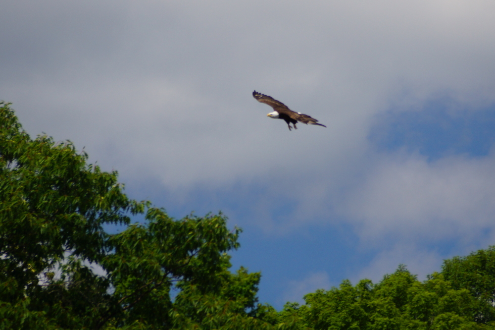 Other winged ones populating the sky over the North end are far more interested in fish than sugar water or milkweed.