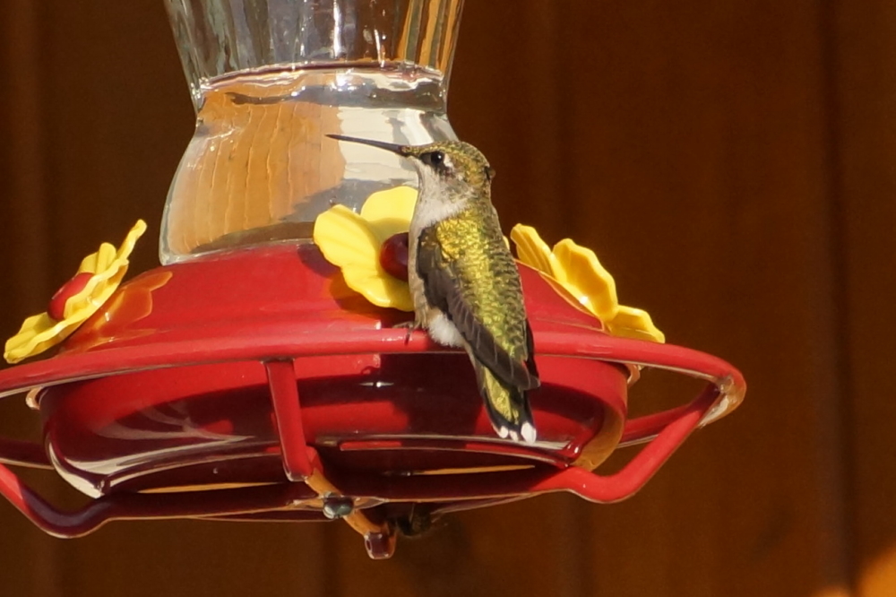The hummingbirds are back! They had all but left the North end of the lake for over a week. Suddenly, almost a dozen of them are buzzing around the deck area making high speed passes around heads to get at the feeders.