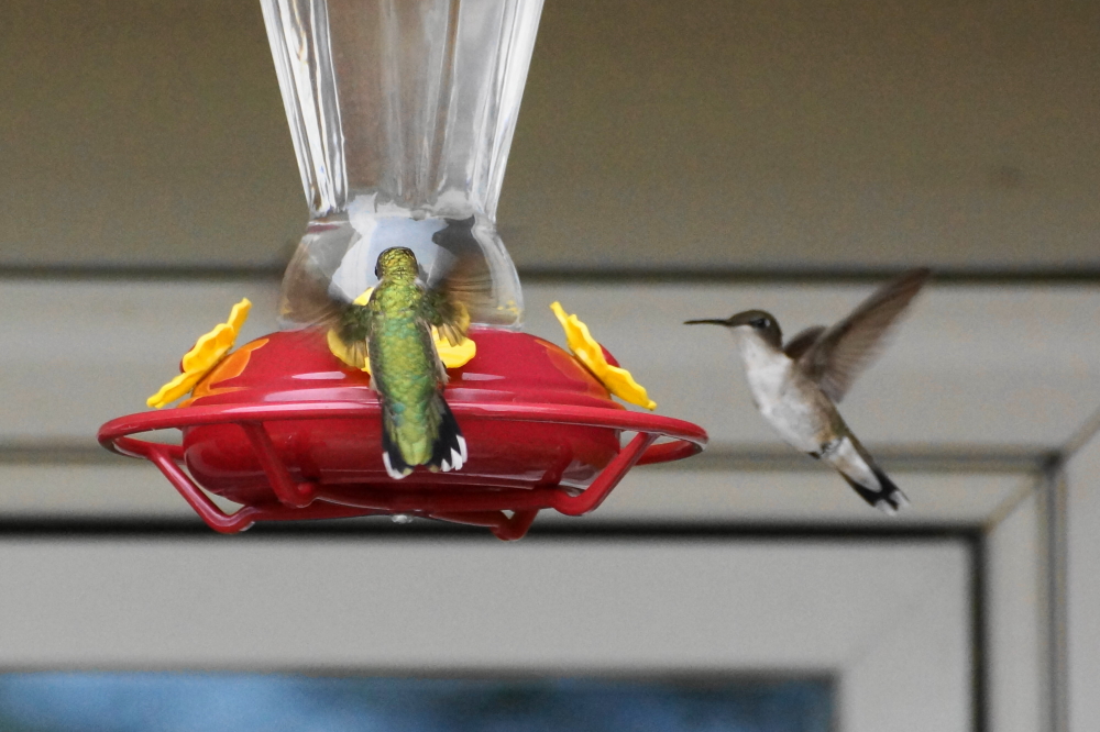 I don't think these guys swim, but they sure do buzz up the bar's deck. To keep up we have to fill the feeders twice a week. I don't recall ever having this many on the North end of the lake.