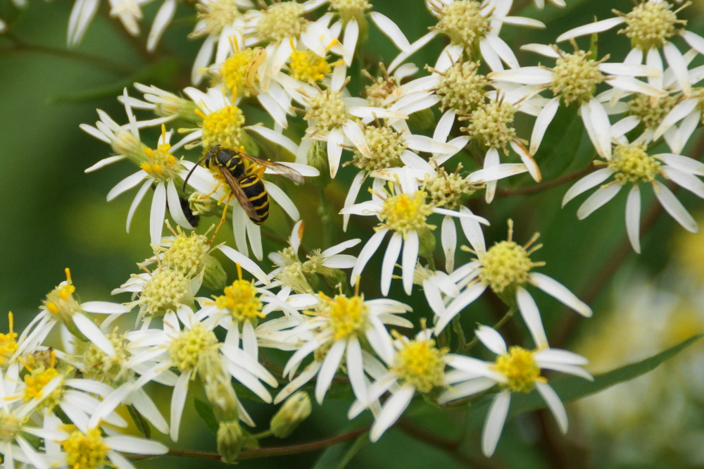 Below the trees, late season flowers are abundant/colorful.