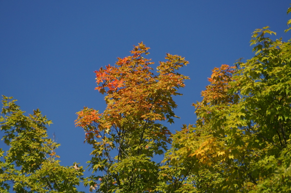 The hills are still green for the most part. We'd say that the color is at only 1 or 2 percent.