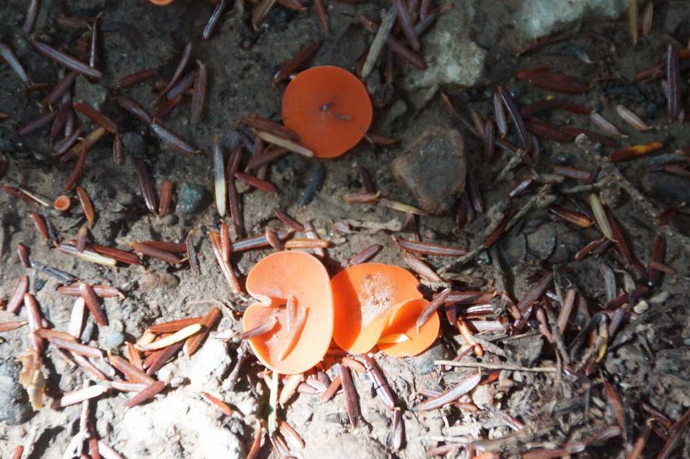 It's mushroom season! Some are small and were at first mistaken for bits of plastic.