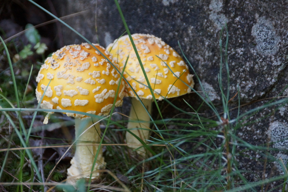Most are larger and almost all are inedible.