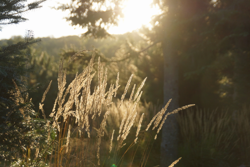 Fall grasses, weeds, and flowers are peaking.
