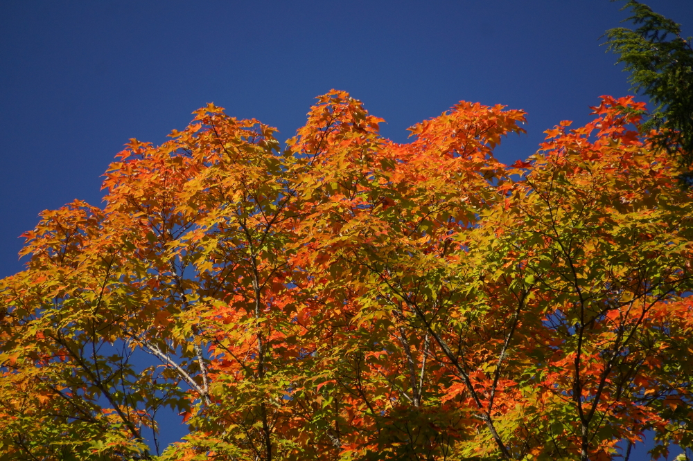 The trees are at about 25% peak, but a few are further along.
