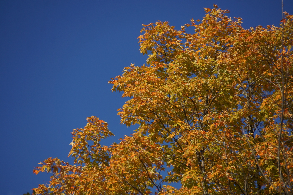 Color in some trees is getting close to peak.