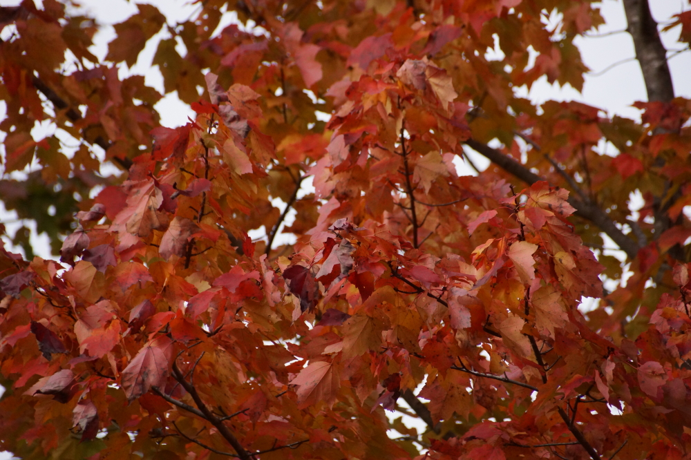 In a way, last week could be summed up in just a few words. Yellow, gold, red, and at the end of the week, brownish.