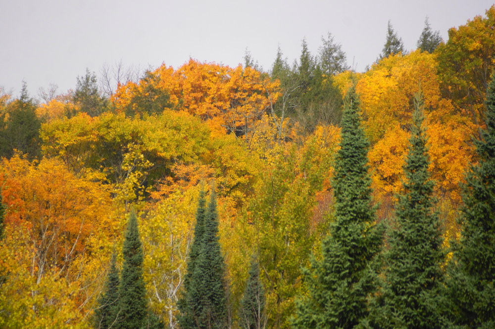 There's still a few leaves in them thar trees, but not for long. Any wind produces local "leaf storms" as the bits of color leave branches and swirl to the ground.