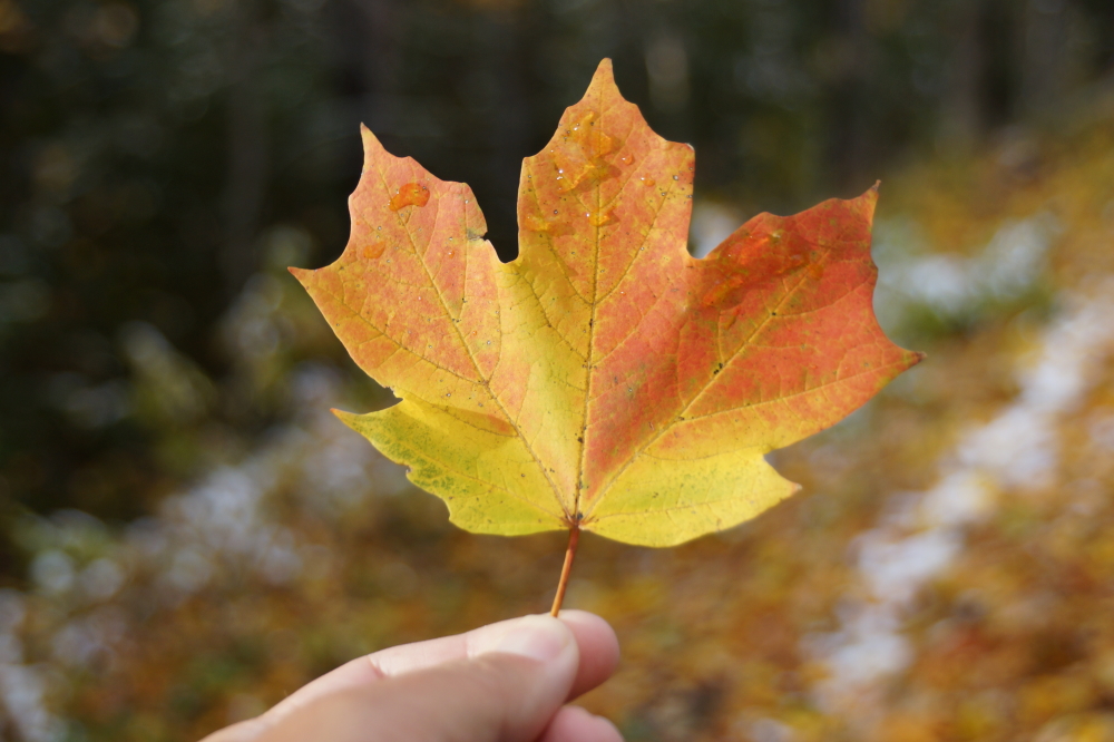 All last week, leaves were colorful and mostly on the ground.