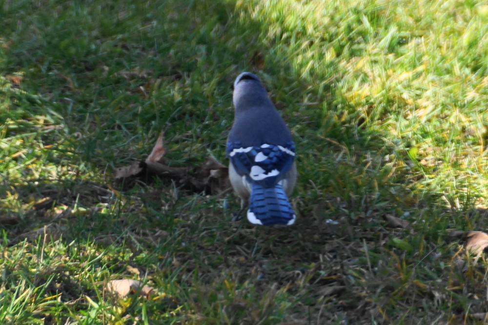 Highs were above freezing and lawns remained green. The grass contrasted nicely with some of the more colorful birds.