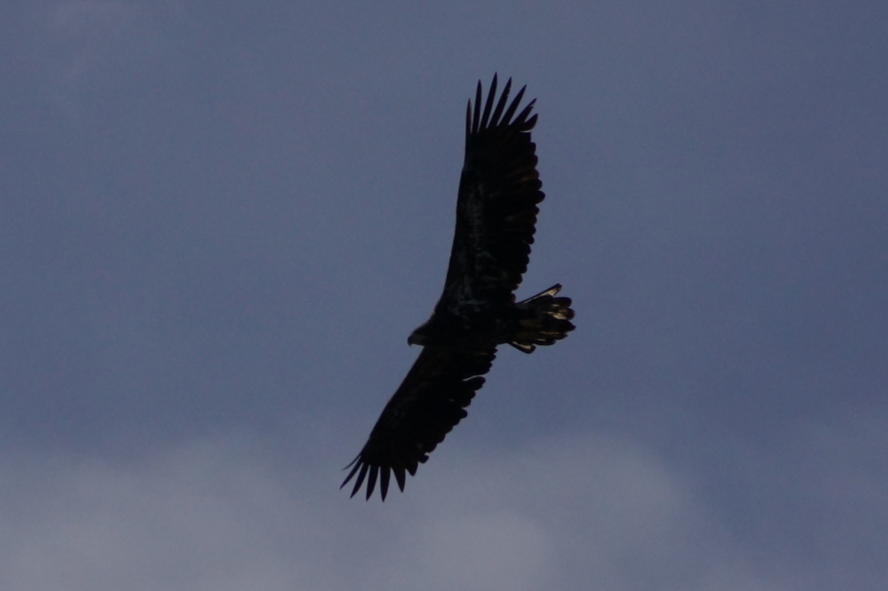 Gliding above the lawn, birds were larger, less blue. 