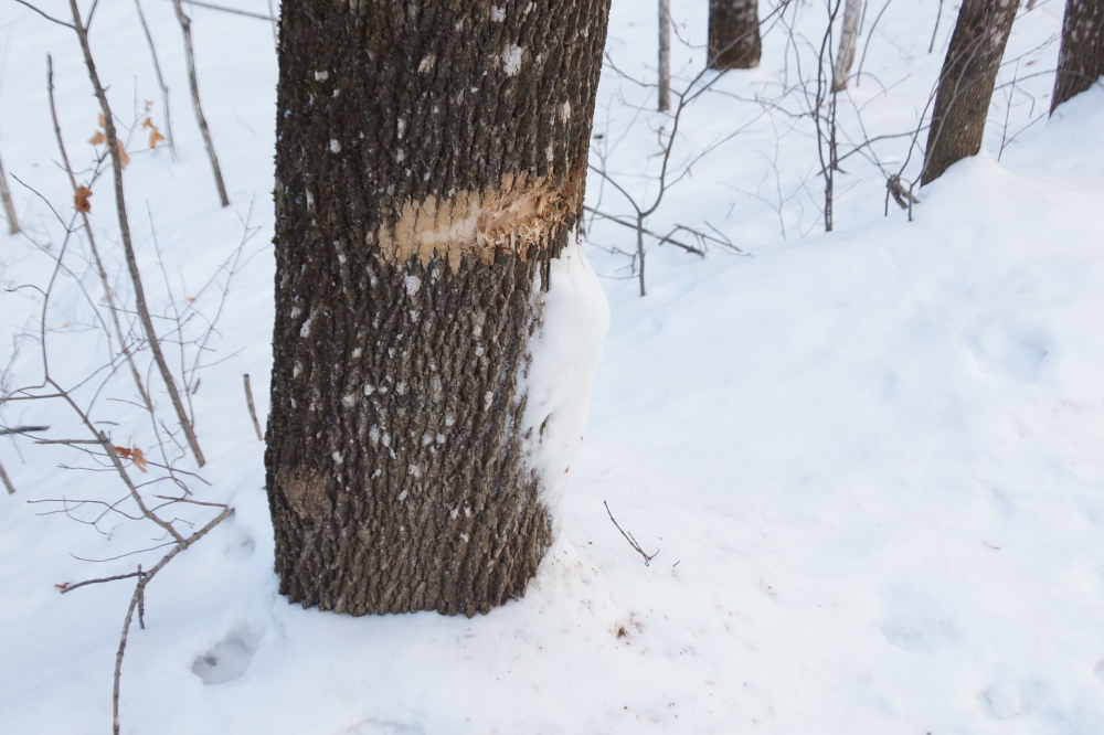 There's ice on the roads, too. Being careful on the curves will keep your fenders happy and the trees less bruised.