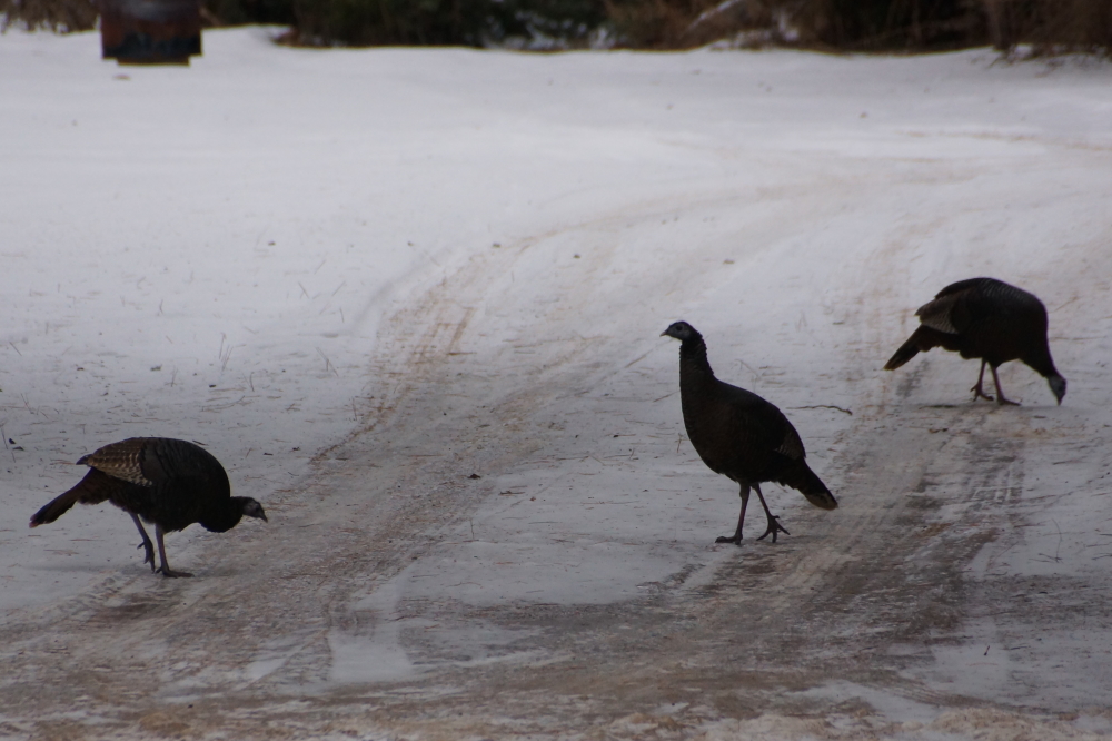 The wild turkeys are back. They're the most skittish creatures in the Northwoods.