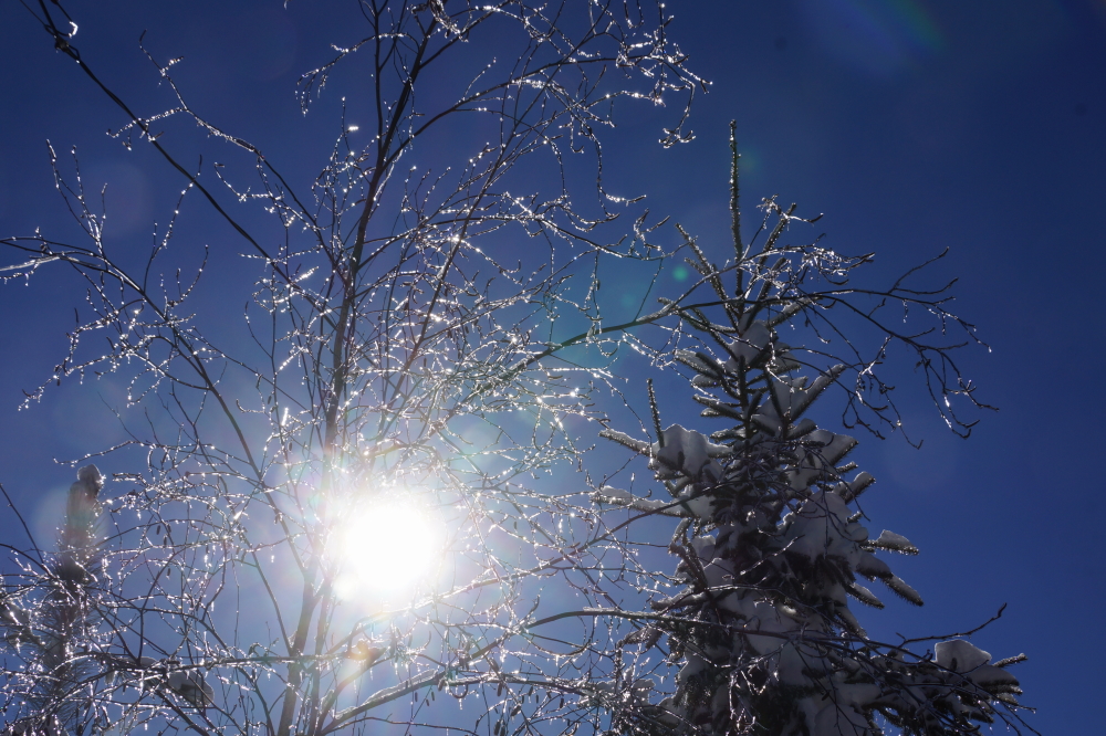 There's still a coating of ice on the trees from 2 weeks ago.