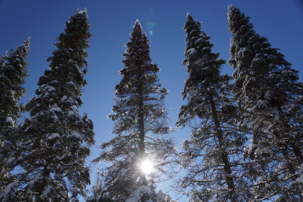 Strong winds dropped some of the snow from the pines, but not the ice.
