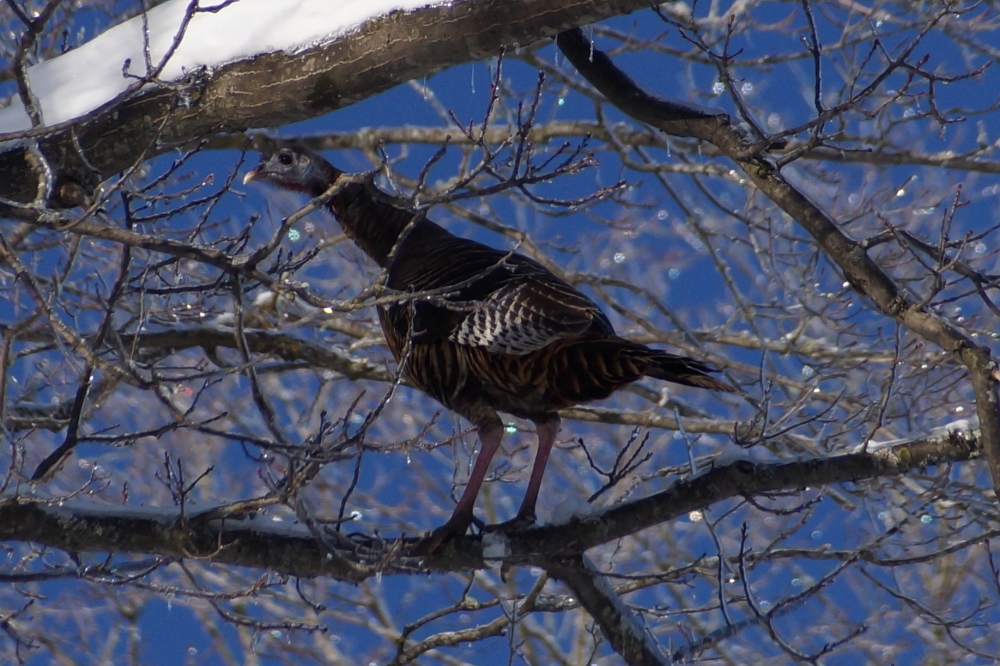 The deep snow on the ground pushed wild turkeys up into the trees.