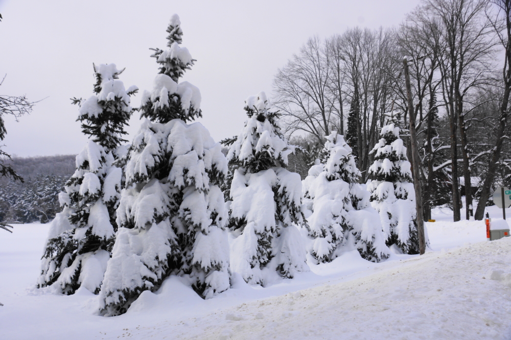 No digging was required to identify some of the larger mounds as pines.