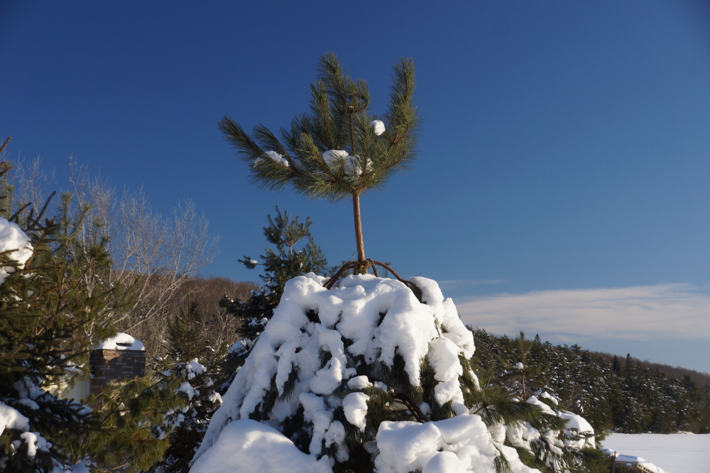 The icing followed by the snows have been particularly hard on the trees. Many branches were spotted on the ground before being covered by yet more snow.