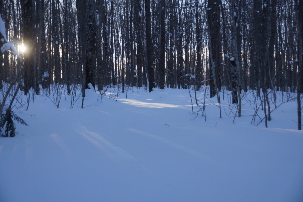 In the past, taps were in and maple sap was flowing. Not this year. No one is looking forward to breaking trail in the yard deep snow.