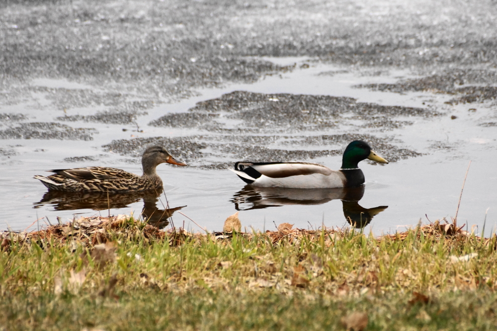 Early Spring footers were spotted moving up and down the open stretches.