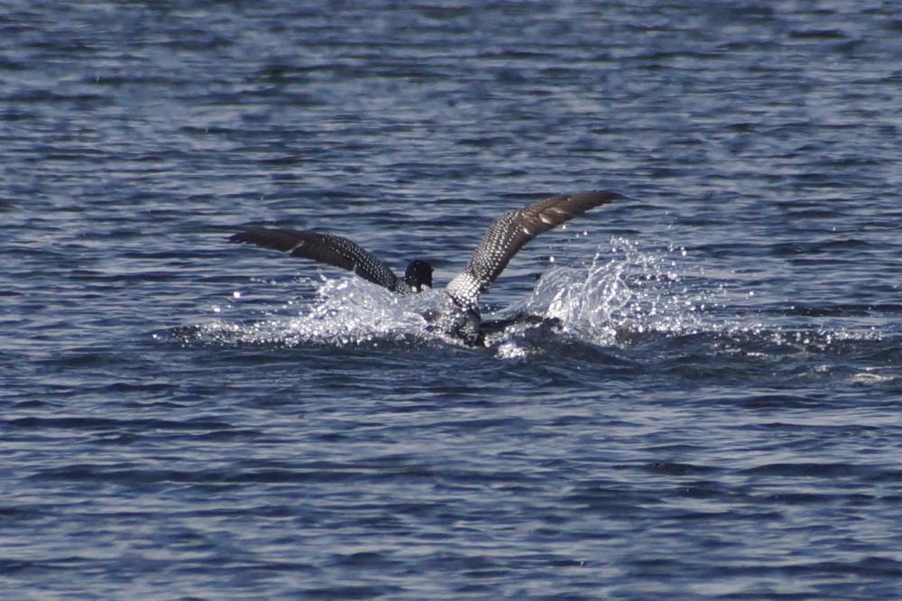 Nights have been filled with spring peeper noise and loon song. This year, the loons seem even more joyous than the people with the May 4th date in the ice-out contest.