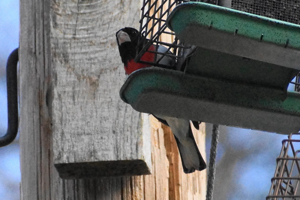 There seems to be more birds peaking around trees and feeders. Bird song around the shoreline can be clearly heard even over the screaming swimmers and ATV noise.