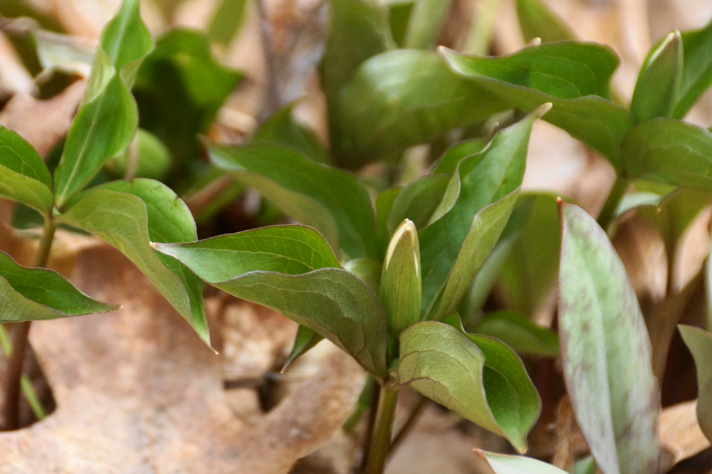 The cool weather has delayed the trillium, but they starting popping up from the forest floor last week. Looks like they'll peak just before Memorial Day weekend.