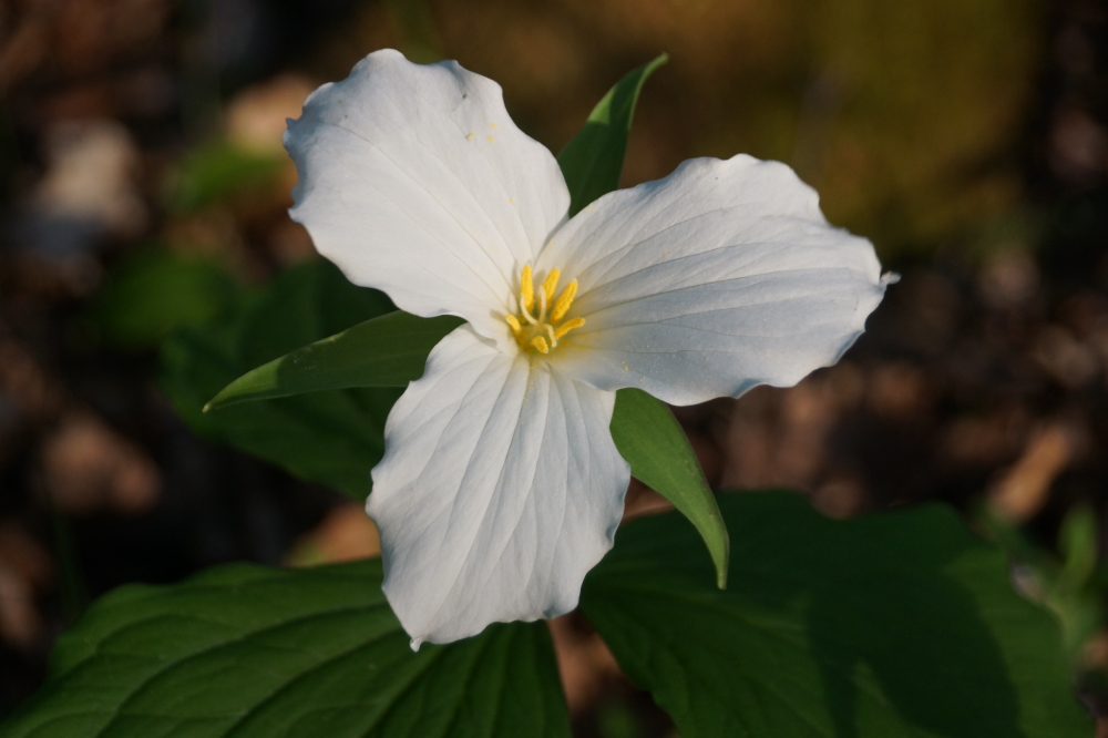 During a normal year the trillium season would be over. The lateness of this year's Spring has pushed the 3 petalled blossoms well into June.