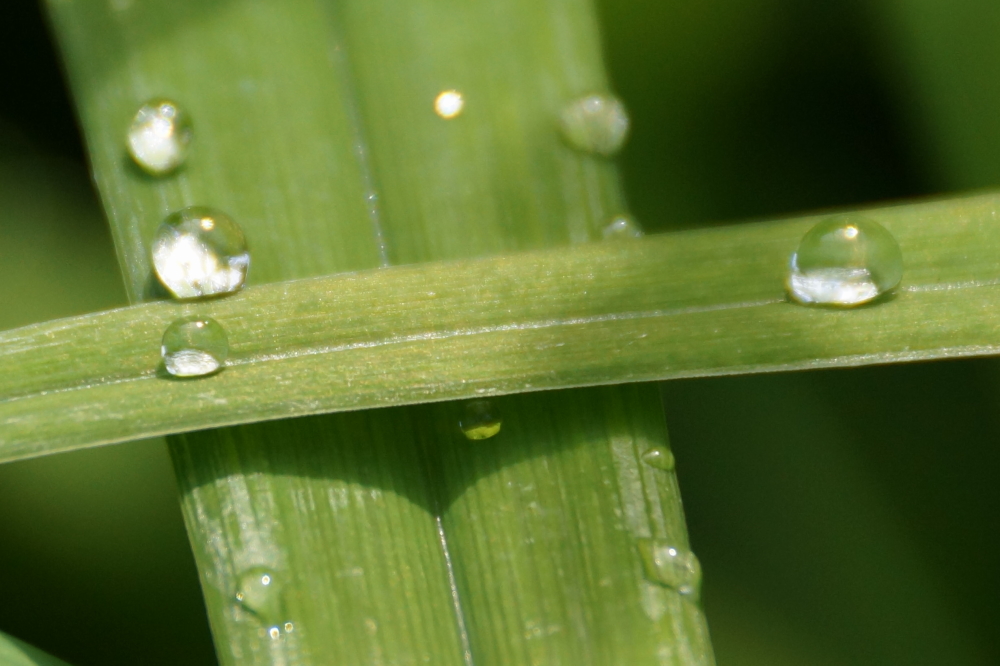 And it rained. The rain came mostly at night with the notable exception of Monday's storm that doused the area just as I was riding a motorcycle back from Antigo. The phrase "Soaked to the Bone" came to mind.