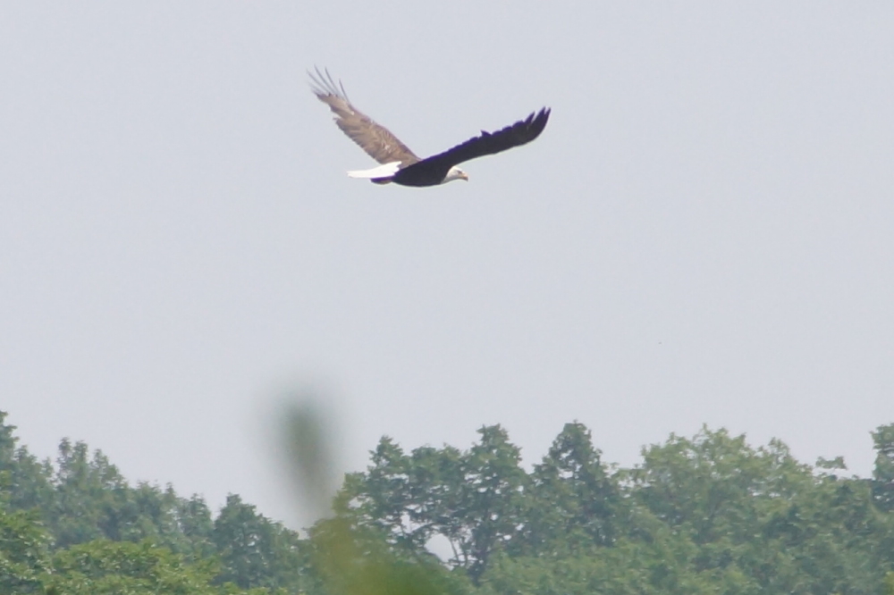 July is good for birds of prey. Last week had a local eagle cruising the North end of the lake looking for thermals and food.