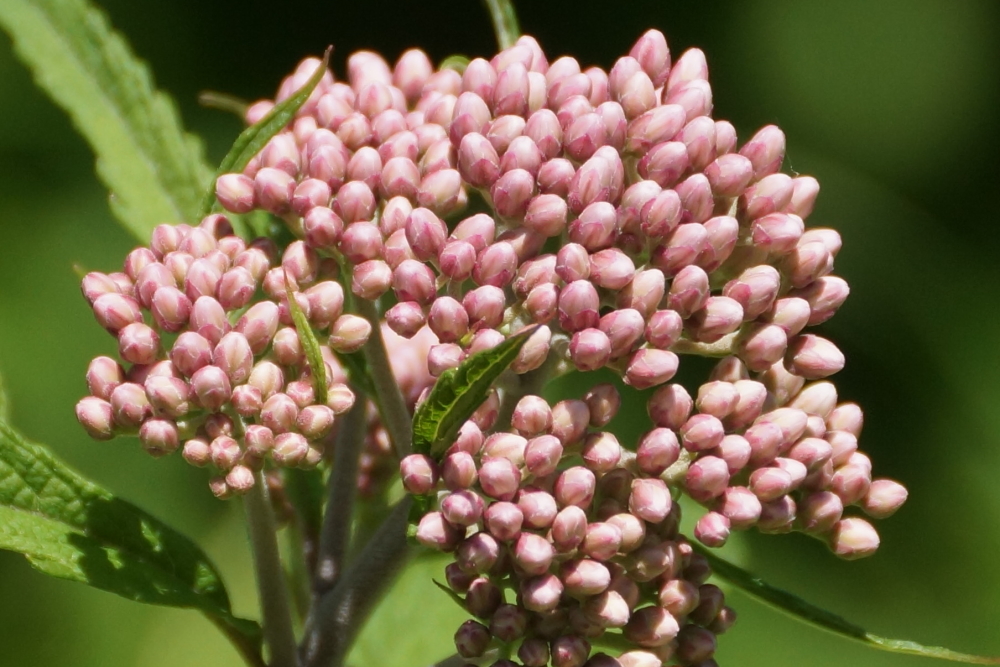 July heat, when coupled with wet,  makes plants explode with leaves, buds, and flowers. The extra warm of last week seems to have doubled that.