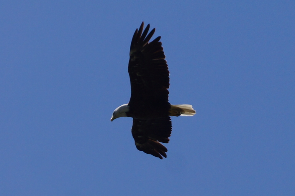 July eagles were still hunting up the North end of Lake Lucerne at the end of the week. I'd expect that they'll be back next week to frighten the fuzzy, scare the ducks, and  munch the fish.