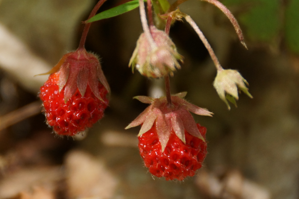 Last week, local raspberries still had a few more days on the bush before they  ripen, but the wild strawberries dotting the shoulder of Lake Lucerne Drive were at peak picking season.