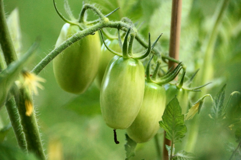 Local vegetables seem content with the storms and heat of last week.