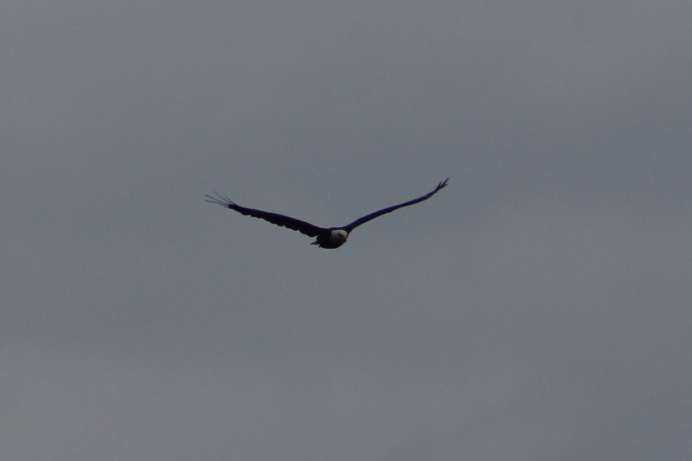 Over it all, an eagle rode the thermals making squirrels nervous and fish into meals.