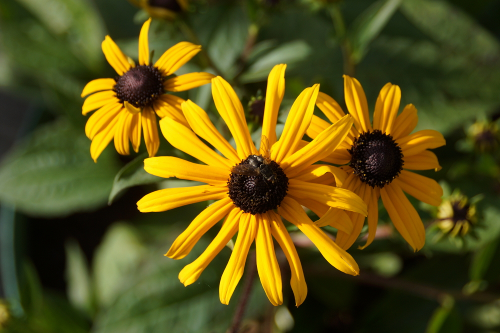 Late season blooms are doing their part in maintaining an illusion of an extended Summer.