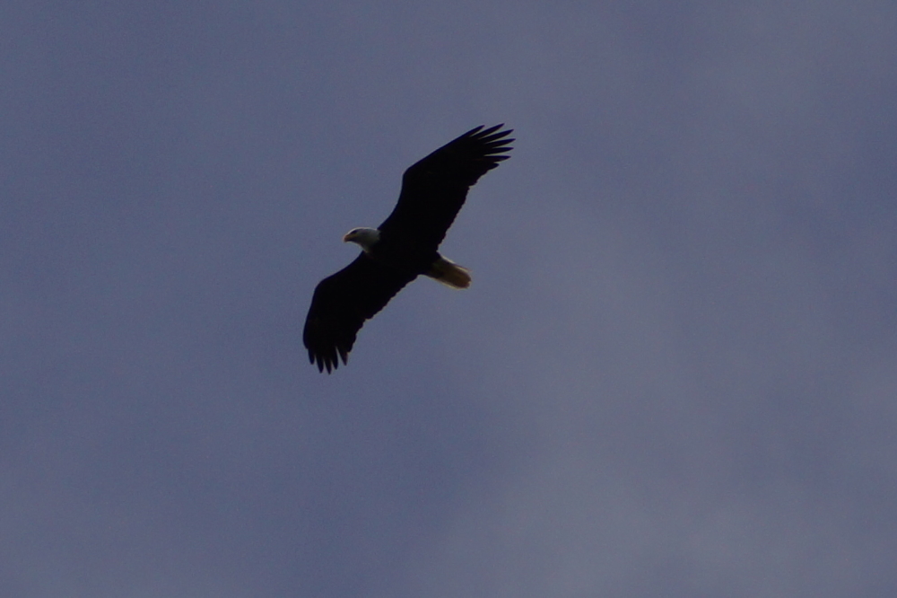 Local eagles continue to be very active on the North end of Lake Lucerne. 