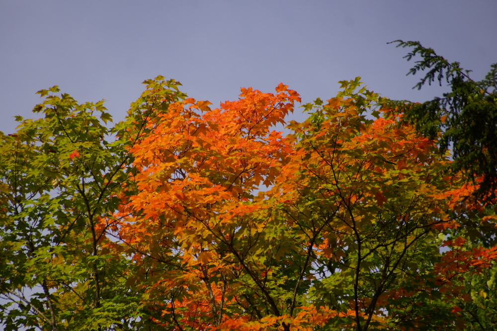 Some maples are broadcasting the arrival of an early Fall.