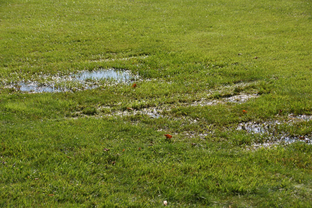 The wet spots, puddles, and full fledged ponds that dotted local lawns have been shrinking. Another dryish week or three and mowing will not include navigation lights and a PDF.