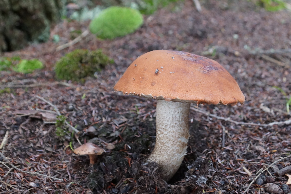 Mushroom season on the forest floor is in full mush. Most are inedible. All are super slippery when trod upon.